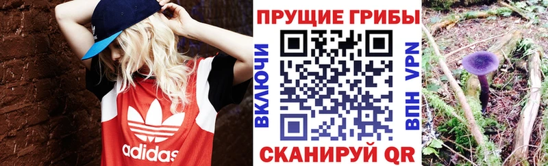Галлюциногенные грибы Psilocybe  Яранск 